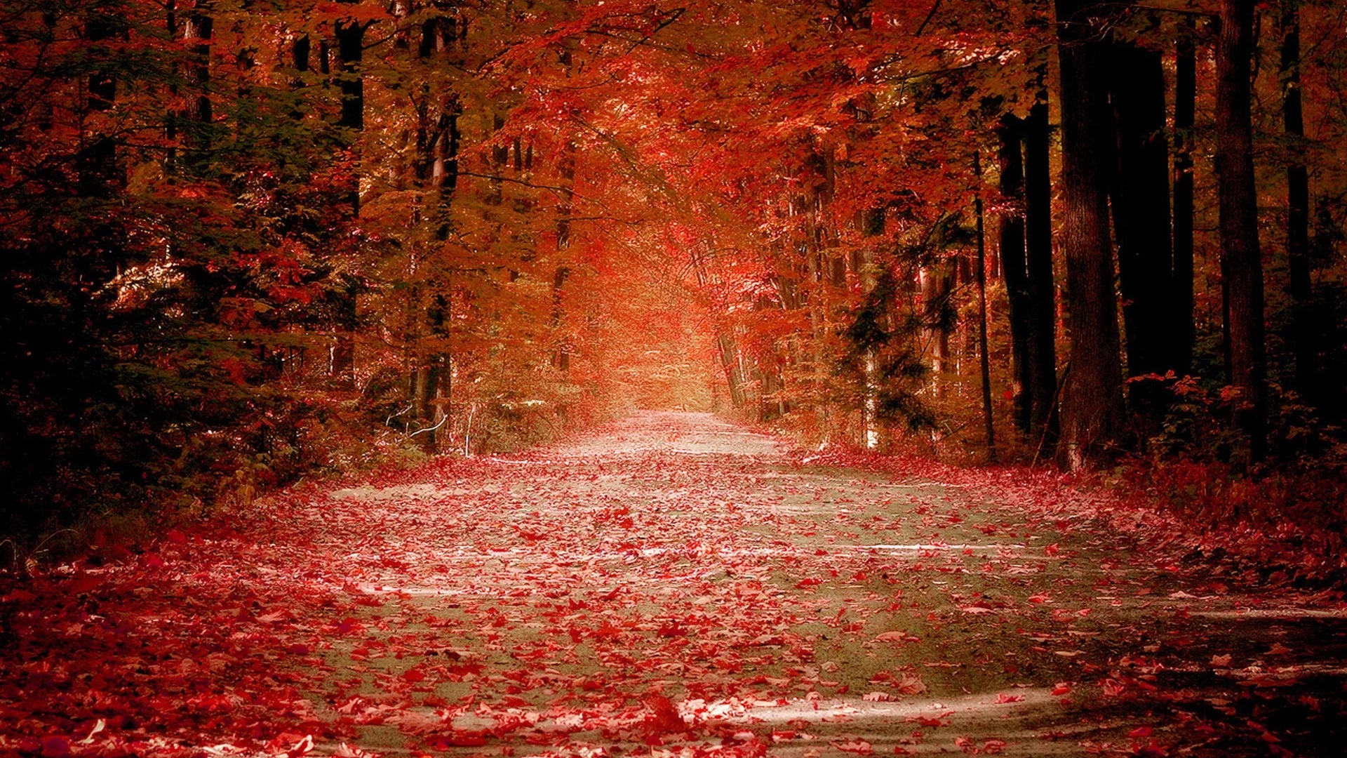 лес, деревья, осень, листопад