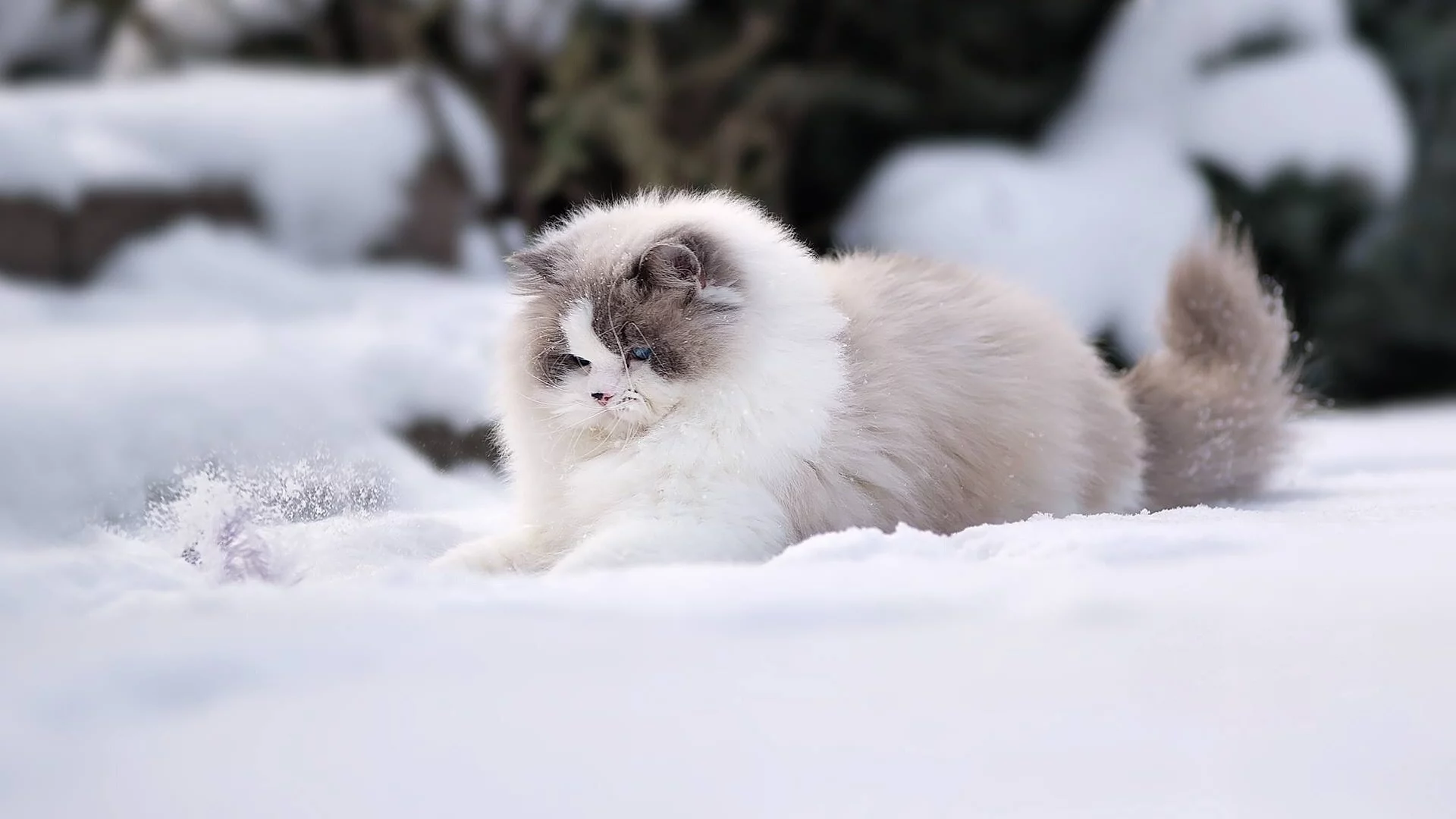 кошка, снег, зима