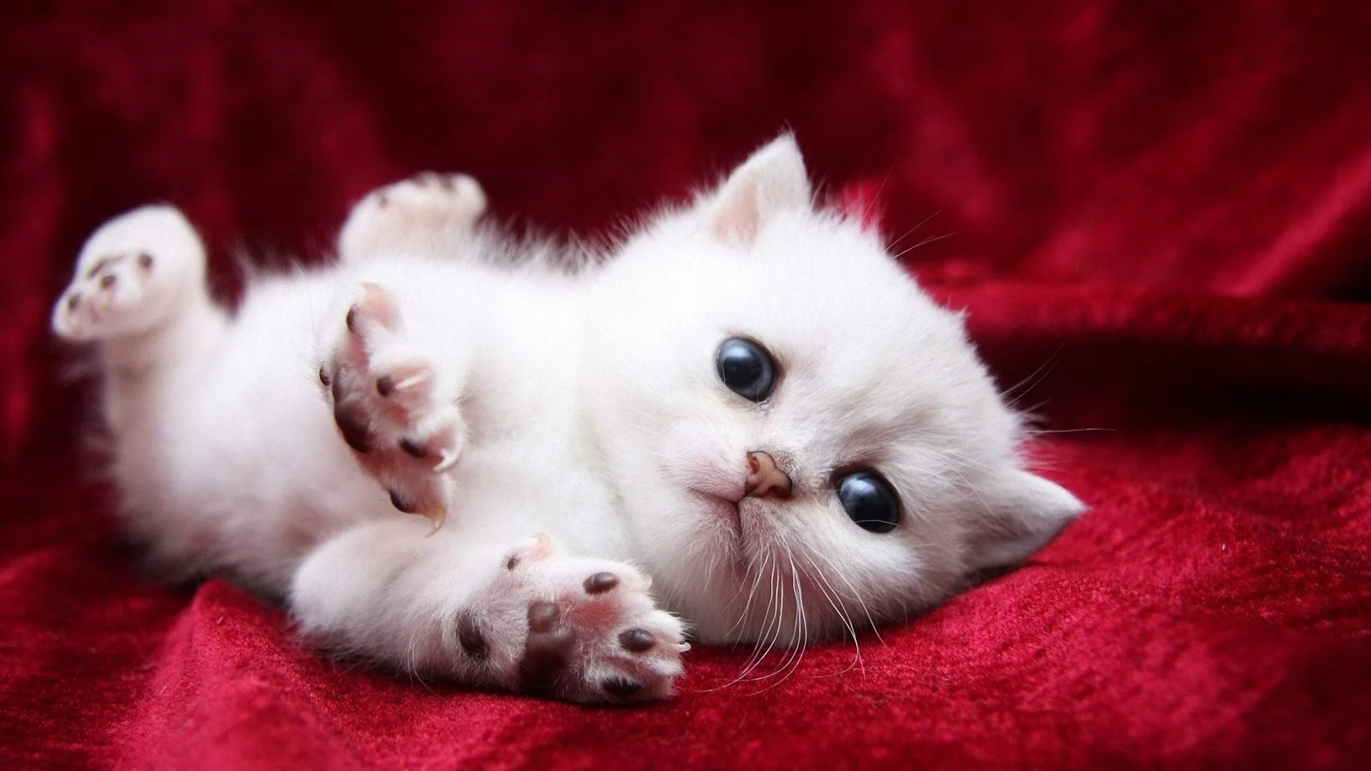 котёнок, маленький