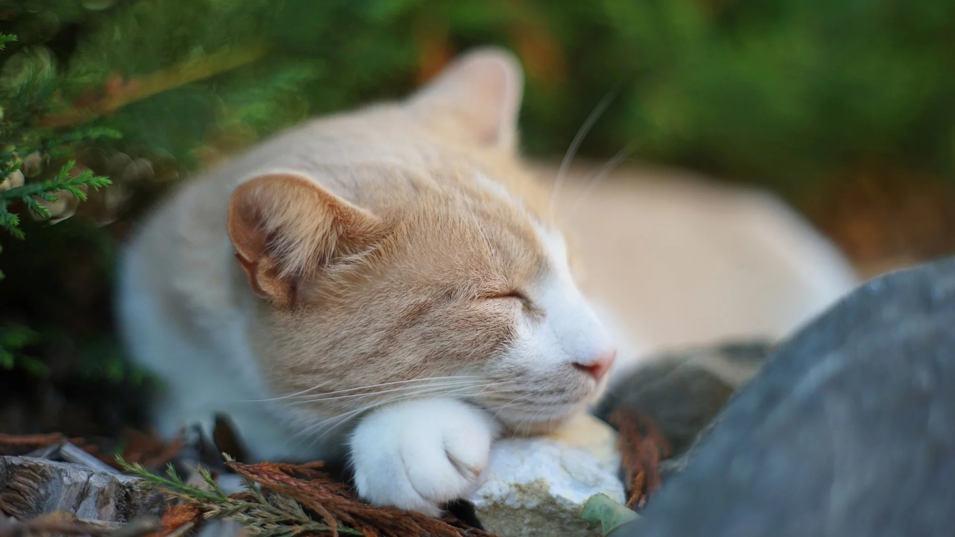 кот, лежит, спит