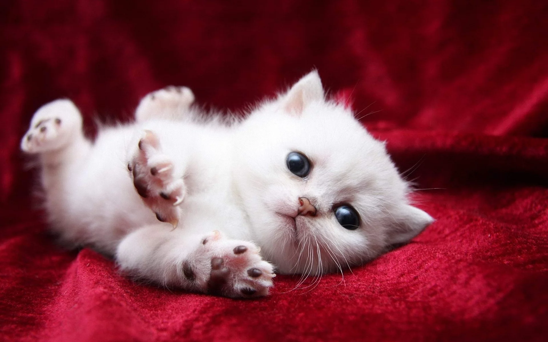 котёнок, маленький