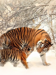 тигрица, тигрёнок
