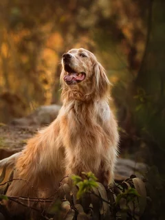 собака, животное, природа