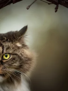 кот, взгляд, животное