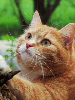 кот рыжий, смотрит вверх
