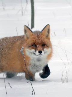 лиса, животное, зима, снег