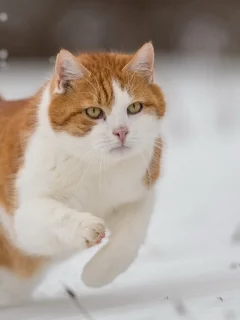 кот, бежит по снегу, зима