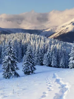 зима, снег, лес, следы, горы