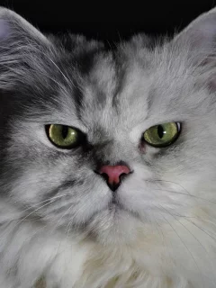 кошка, животное