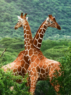 жирафы, африка, саванна