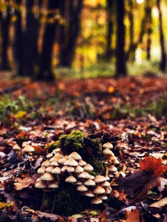 лес, грибы