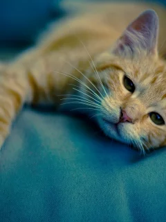 кот рыжий, лежит
