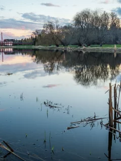озеро, лес, деревья