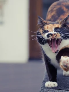 кошка, животное