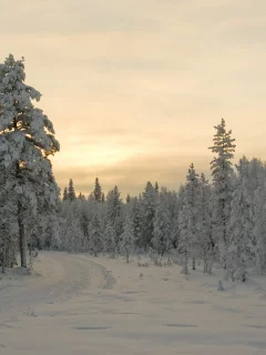 зима, снег, деревья, закат