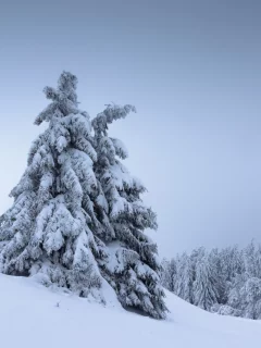 зима, снег, деревья