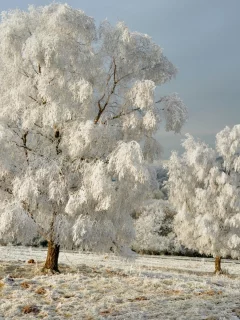 зима, снег, деревья