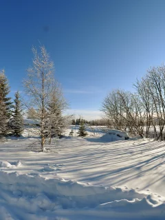 зима, снег, деревья