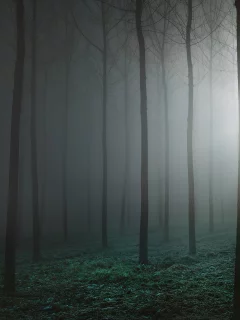 лес, деревья, туман
