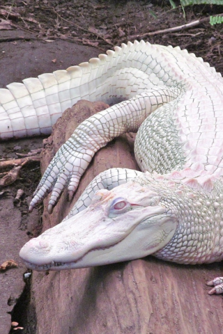 крокодил, альбинос