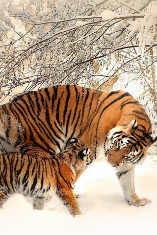тигрица, тигрёнок
