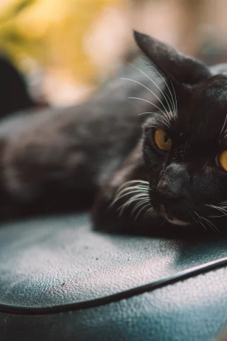 кот чёрный, лежит