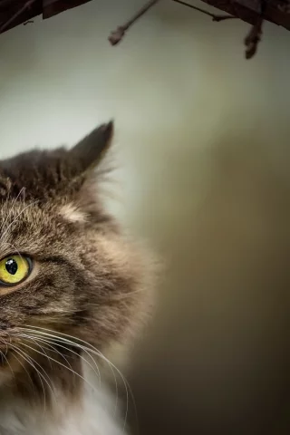 кот, взгляд, животное