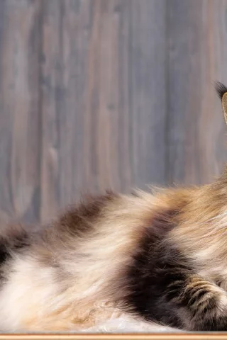 кот, животное, мейн кун