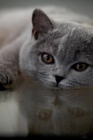 кот, лежит, смотрит