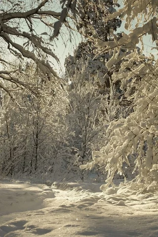 лес, деревья, зима