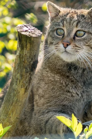 кот, взгляд, животное