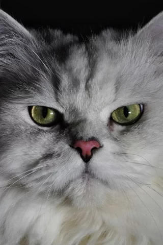 кошка, животное