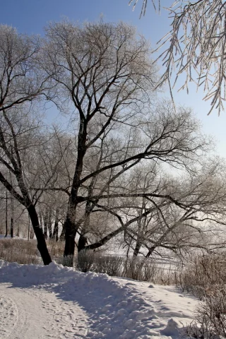 зима, дорога, деревья, снег