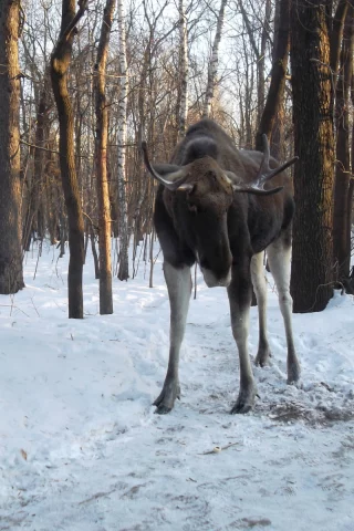 лось, зима, лес