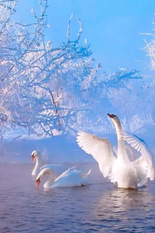 лебеди, птицы