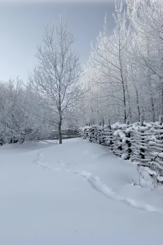 зима, снег, деревья, забор