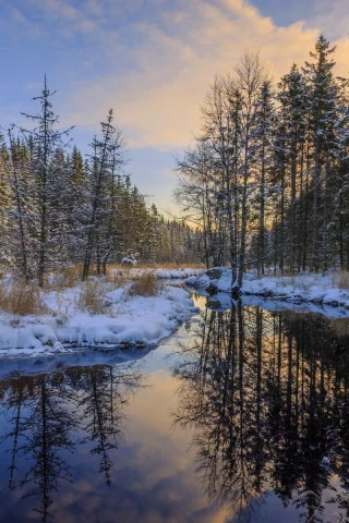 река, лес, деревья, зима