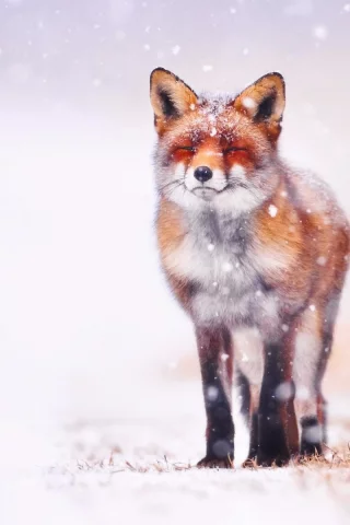 лиса, животное, зима