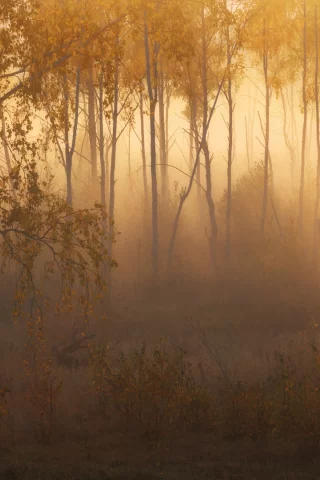 лес, деревья, туман