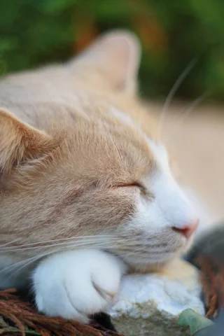 кот, лежит, спит