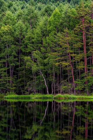 природа, лес, река, отражение
