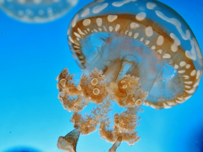 медуза, в океане