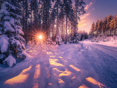 зима, снег, лес, лучи солнца