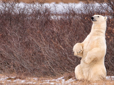 полярный медведь, животное