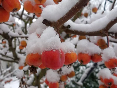 кухня, грузия, хурма