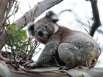 коала, животное