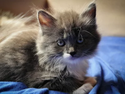 котёнок, маленький, взгляд