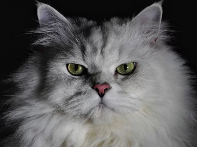 кошка, животное