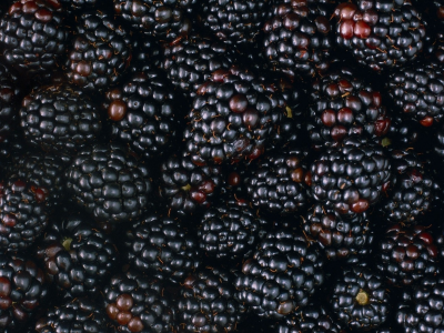 ежевика, ягоды