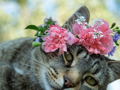кот, животное, лежит, цветы